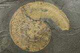 Jurassic Ammonite (Lytoceras) Fossil - Posidonia Shale, Germany #264532-1
